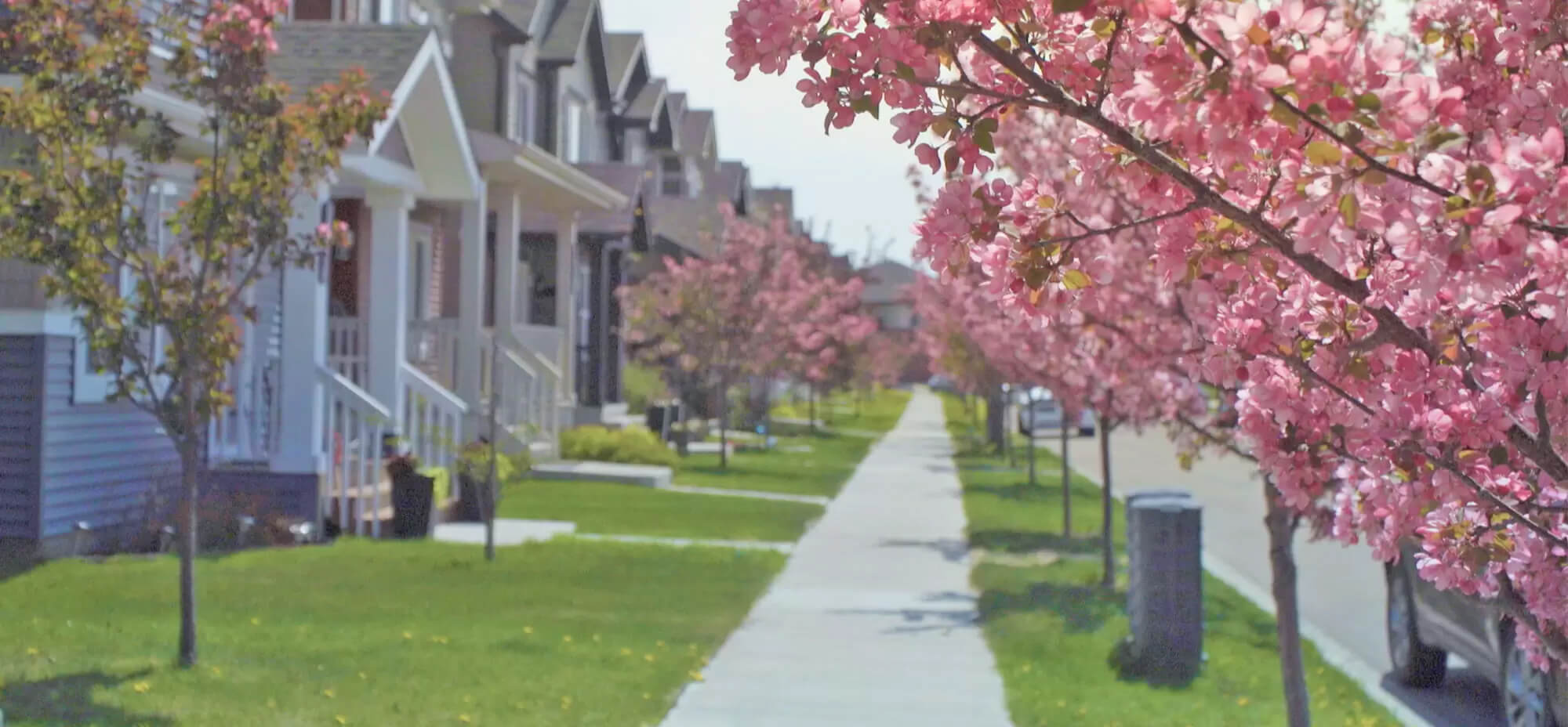 Tree blossoms along a street at The Orchards
